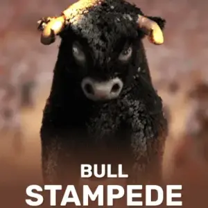 Bull Stampede